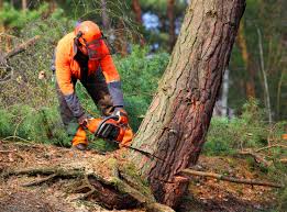 Best Pest Control for Lawns  in Lagunitas Forest Knolls, CA