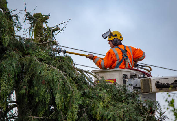 Best Hazardous Tree Removal  in Lagunitas Forest Knolls, CA