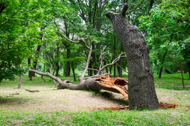 Lagunitas Forest Knolls, CA Tree Care Company