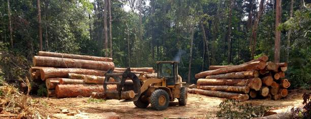 Best Tree Disease Treatment  in Lagunitas Forest Knolls, CA