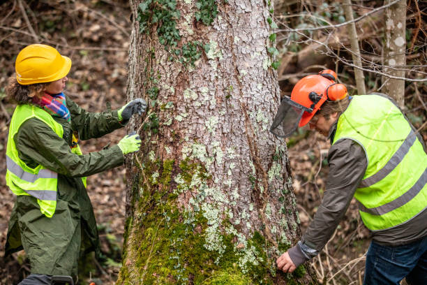 Best Arborist Consultation Services  in Lagunitas Forest Knolls, CA