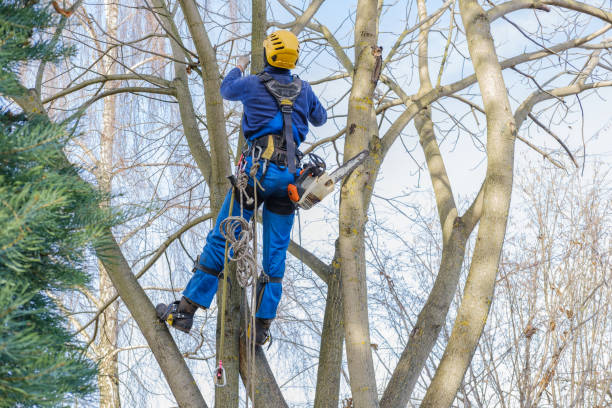 Best Commercial Tree Services  in Lagunitas Forest Knolls, CA