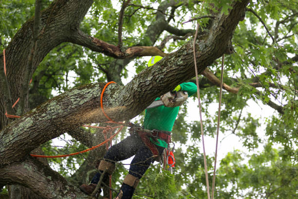 Best Lawn Watering Services  in Lagunitas Forest Knolls, CA