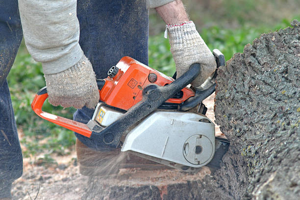 Best Storm Damage Tree Cleanup  in Lagunitas Forest Knolls, CA