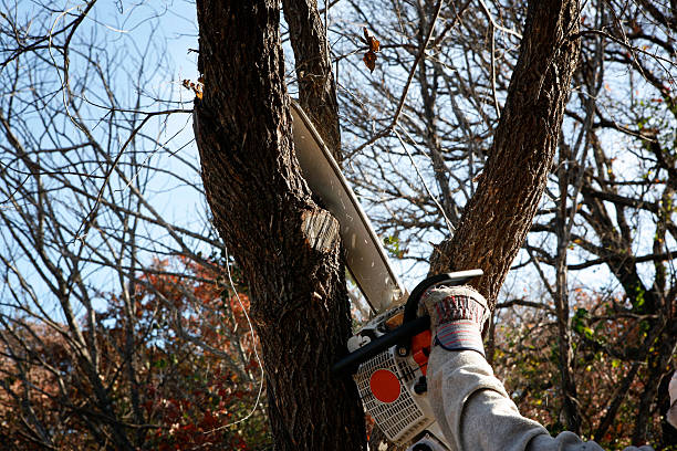 Best Palm Tree Trimming  in Lagunitas Forest Knolls, CA
