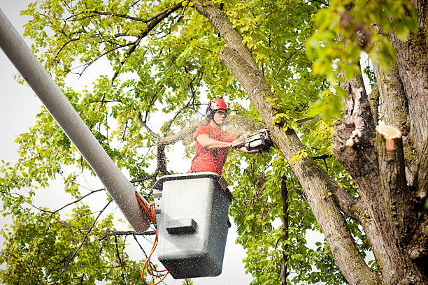 Best Tree Removal  in Lagunitas Forest Knolls, CA