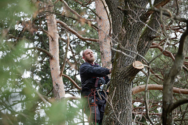 Best Tree Risk Assessment  in Lagunitas Forest Knolls, CA