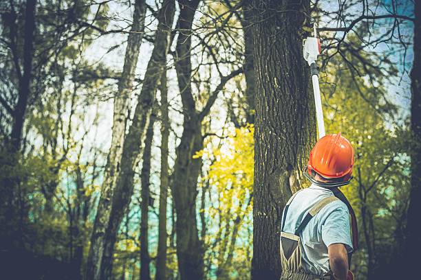 How Our Tree Care Process Works  in  Lagunitas Forest Knolls, CA
