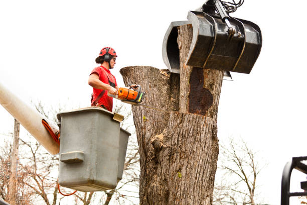 Best Root Management and Removal  in Lagunitas Forest Knolls, CA